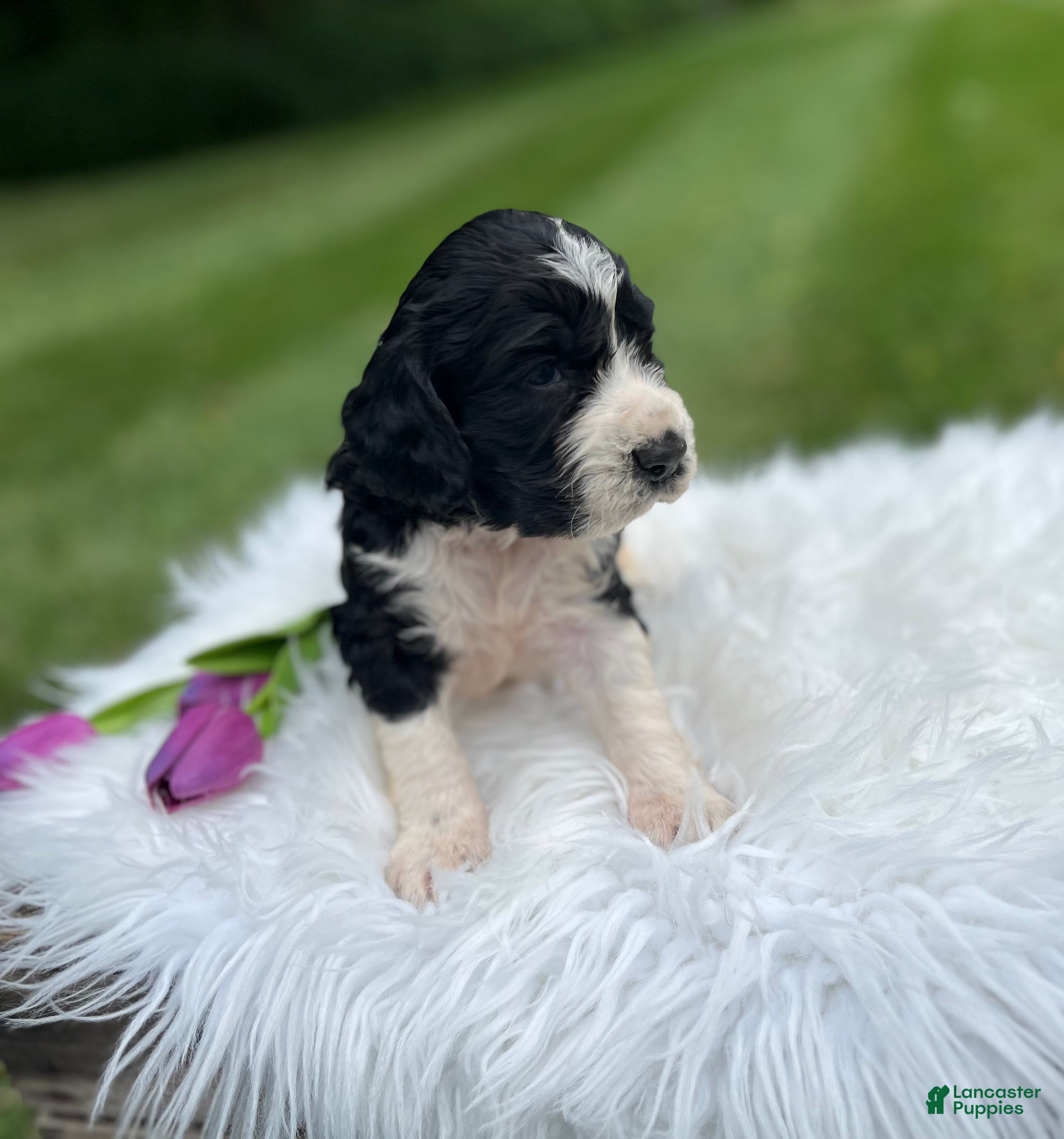 English Springer Spaniel dogs Dallas - Ad 1