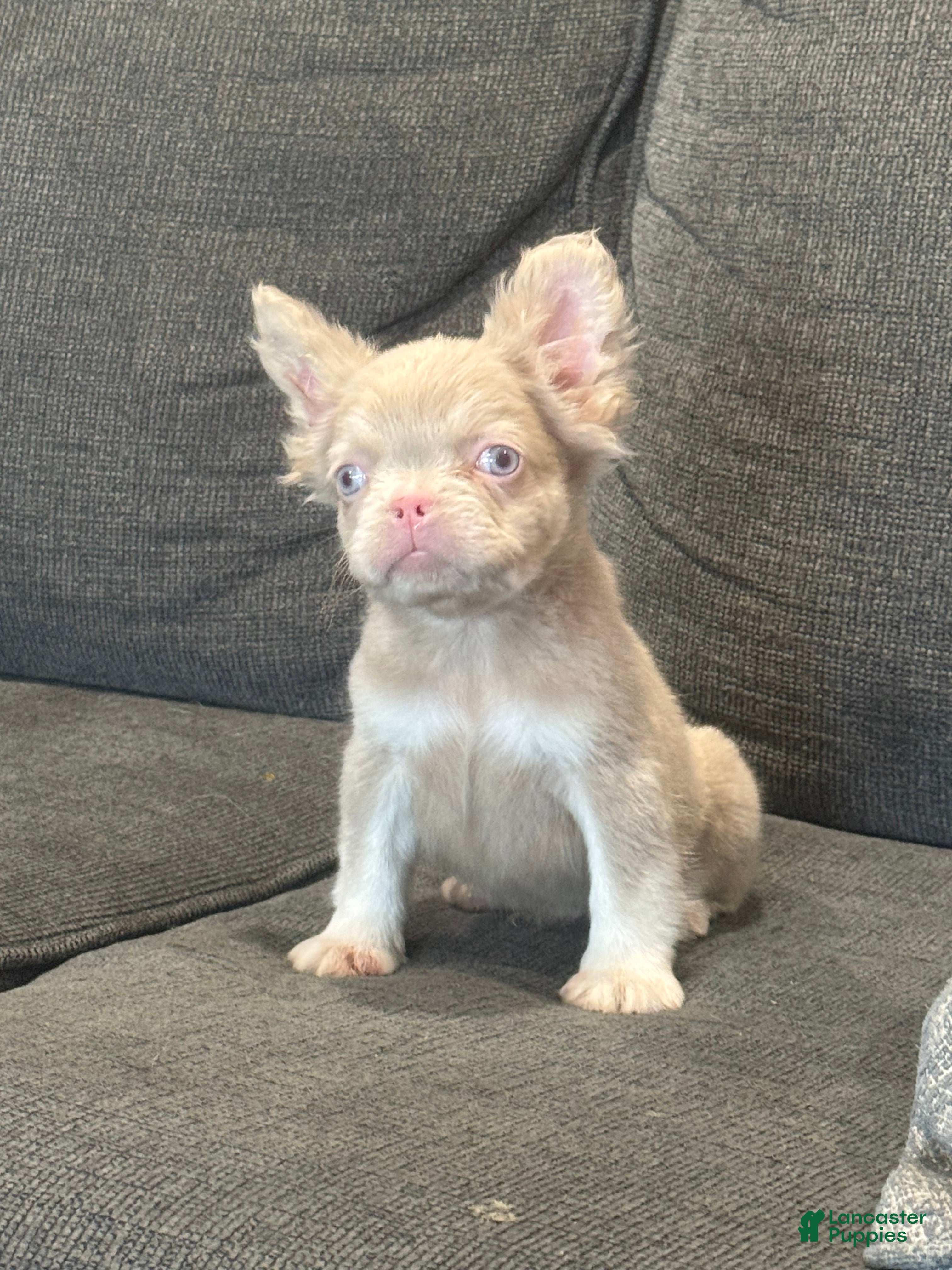 French Bulldog dogs Carlito  - Ad 1
