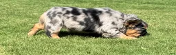 French Bulldog dogs for sale: Goldie - Ad 4