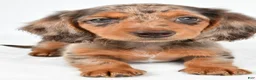 Miniature Dachshund dogs for sale: Chloe - Ad 8