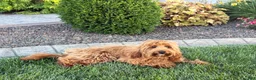 Cavapoo dogs for sale: Lyndon F1b  - Ad 9