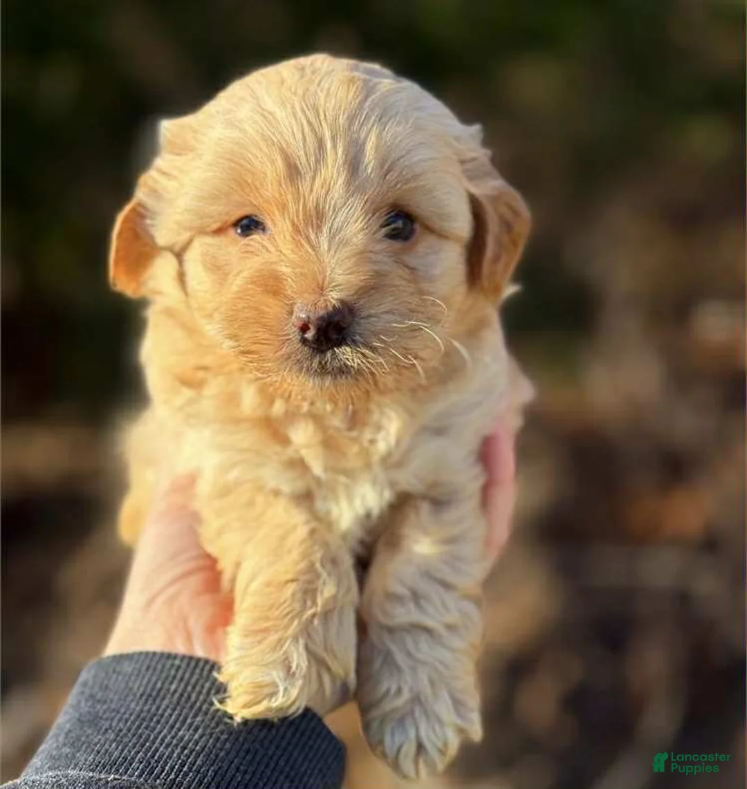 Toy Poodle dogs for sale: Diesel - Ad 1