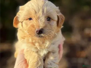 Toy Poodle dogs Diesel - Ad 37