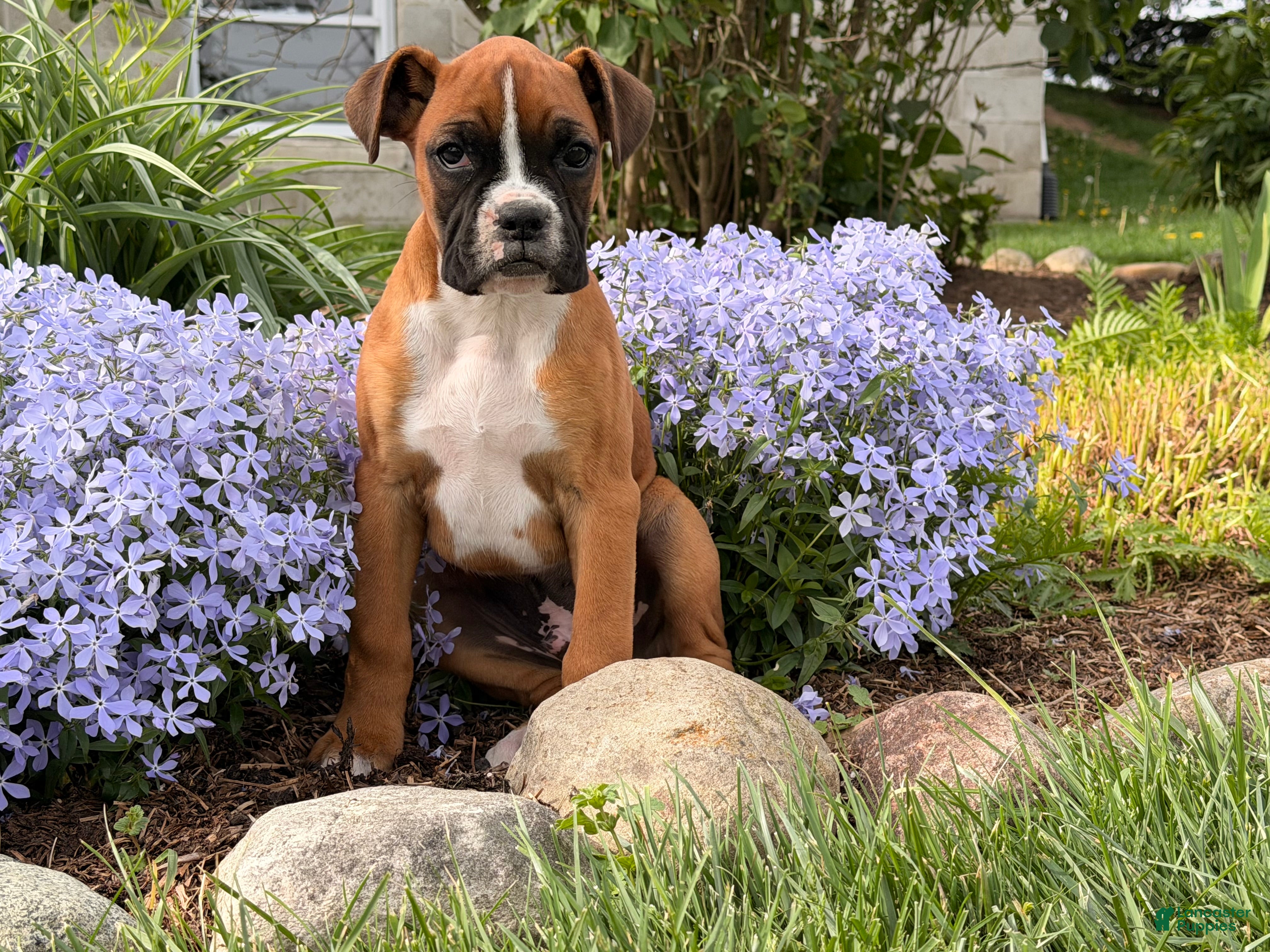 Boxer dogs Sunny - Ad 1