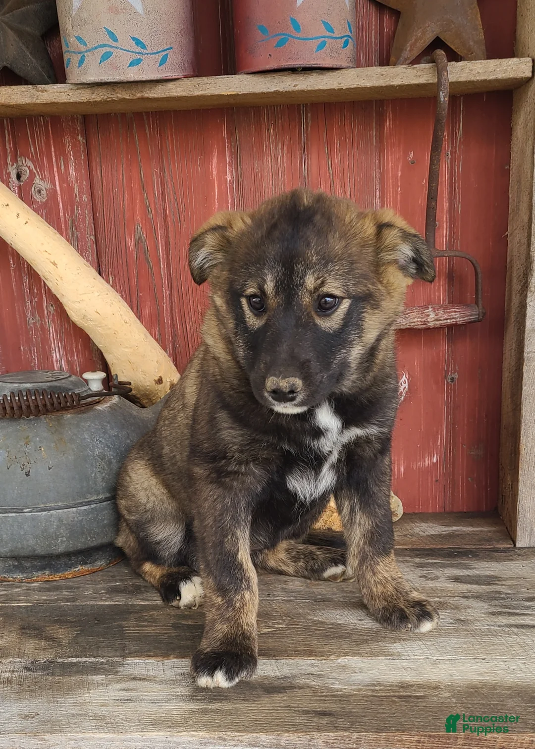 Mixed Breed dogs for sale: Mixed Breed Puppy 1 - Ad 1