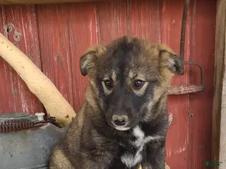 Mixed Breed dogs for sale: Mixed Breed Puppy 1 - Ad 2