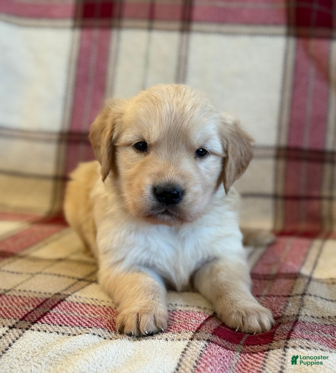 Golden Retriever dogs for sale: Sondra - Ad 3