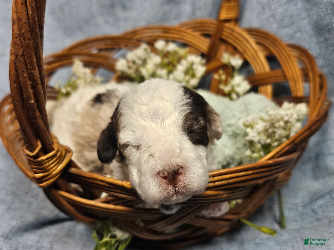 Mini Goldendoodle dogs for sale: Cider  - Ad 1