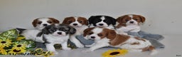 Cavalier King Charles Spaniel dogs for sale: Barbie - Ad 9