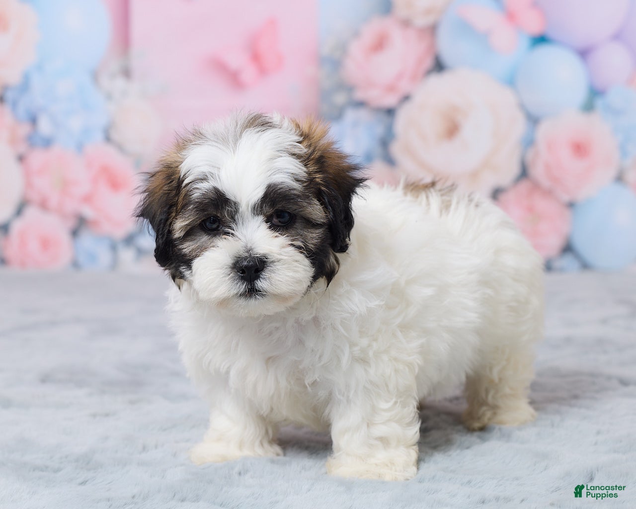 Teddy Bear dogs for sale: Mason - Ad 5