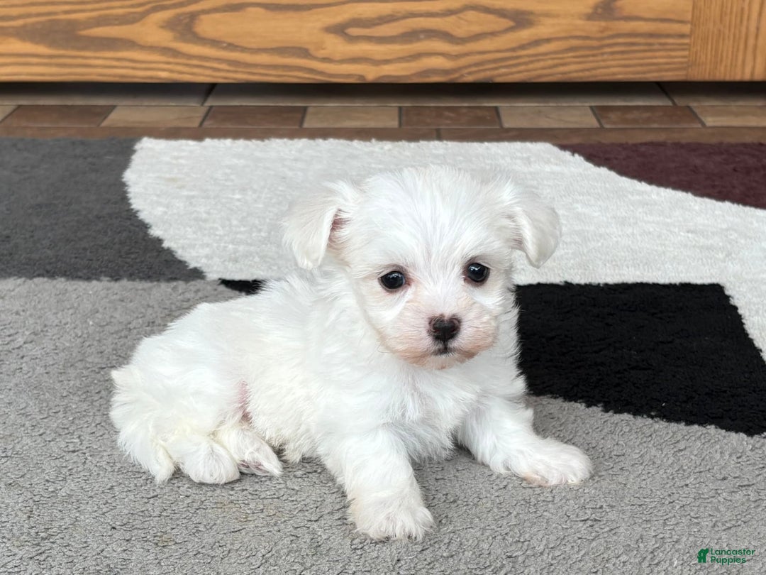 Coton De Tulear dogs for sale: Nadine - Ad 7