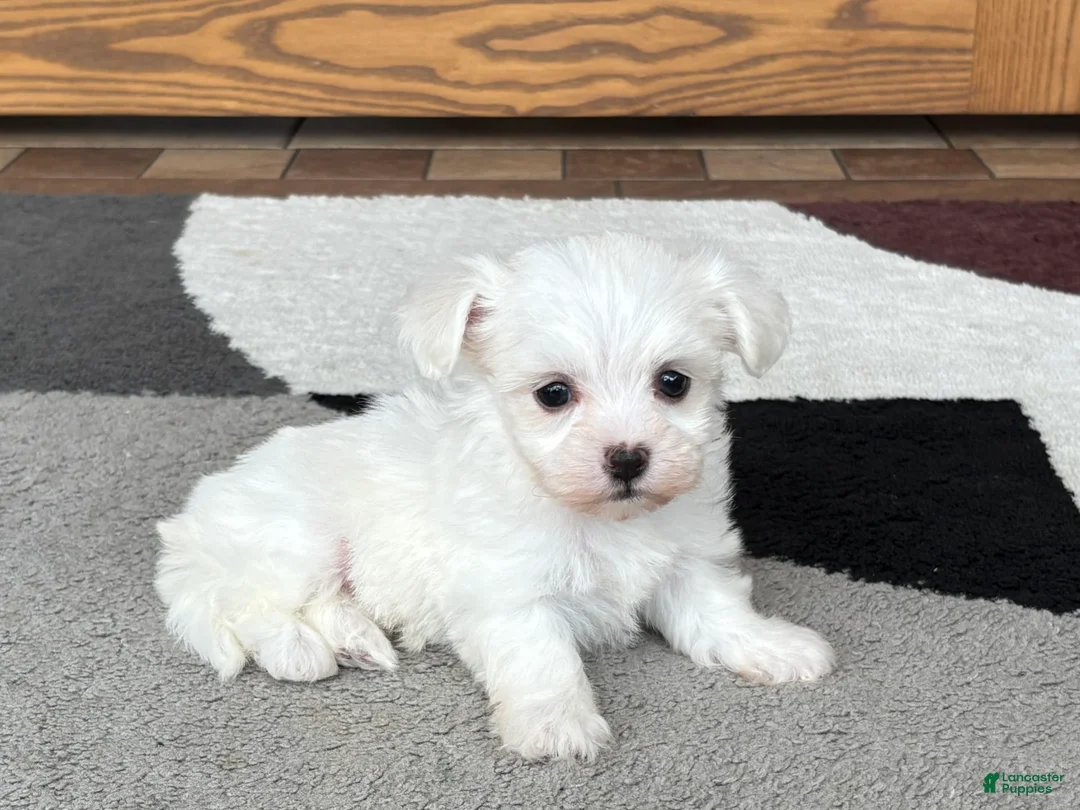 Coton De Tulear dogs for sale: Nadine - Ad 5