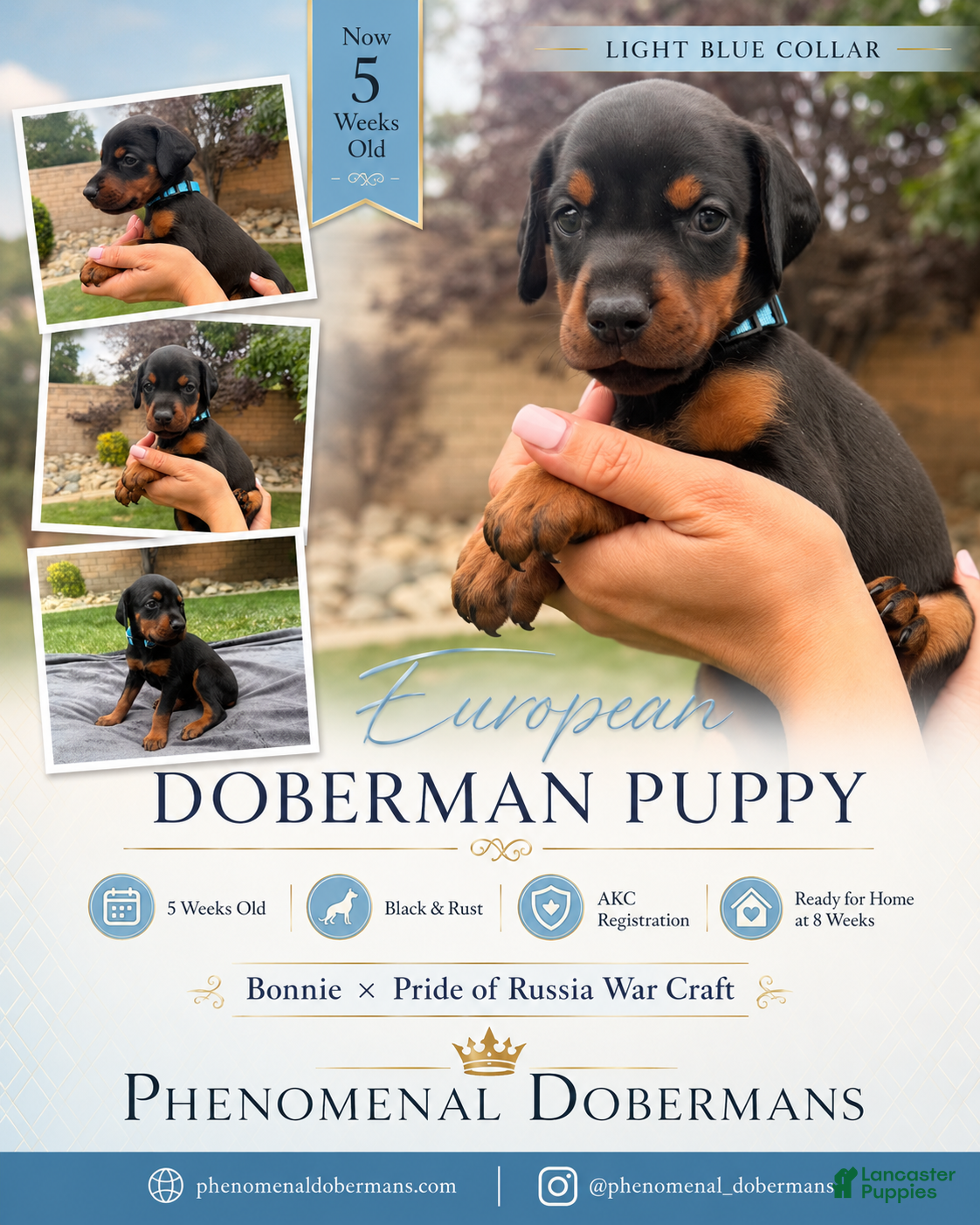 Doberman Pinscher dogs Light Blue Collar  - Ad 1