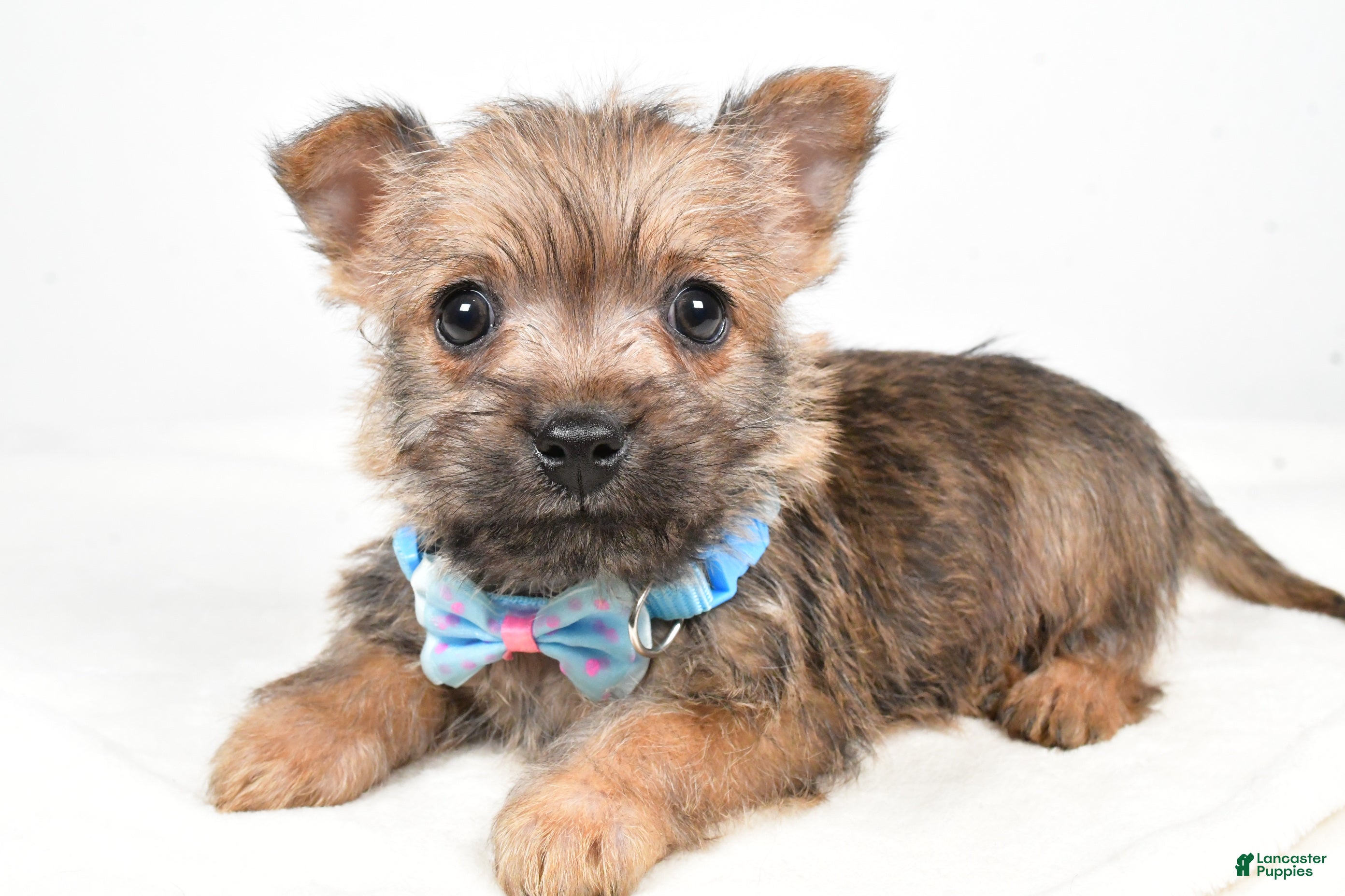 Cairn Terrier dogs Theodore - Ad 2
