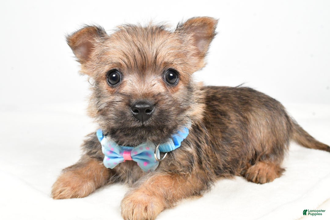 Cairn Terrier dogs for sale: Theodore - Ad 2