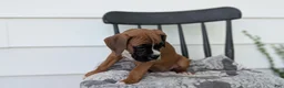 Boxer dogs for sale: Kylo - Ad 8