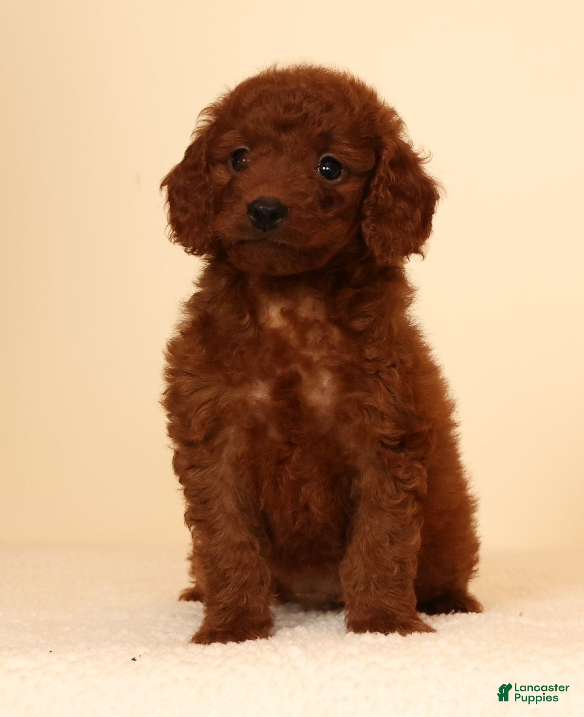 Mini Goldendoodle dogs Molly - Ad 2