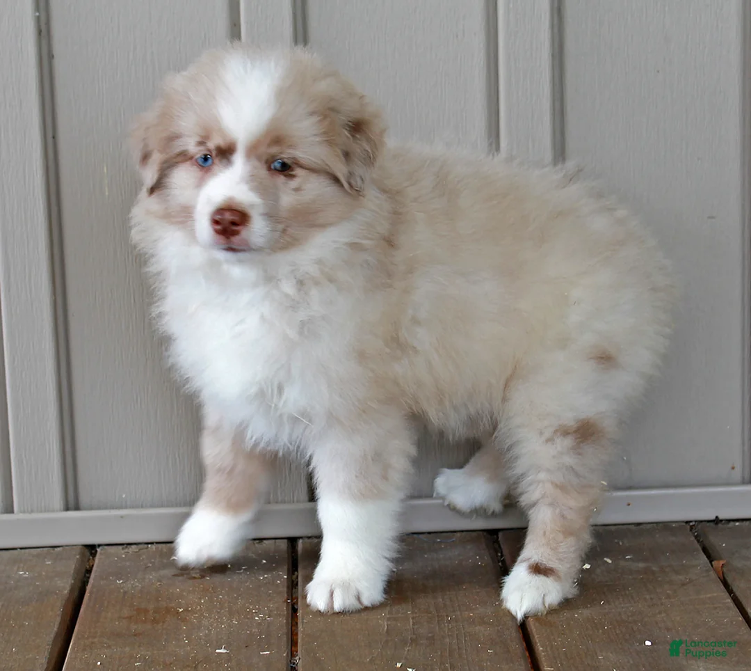 Australian Shepherd dogs for sale: Sparky - Ad 4