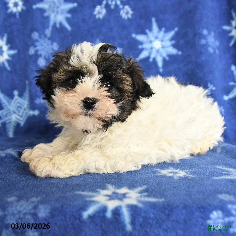 Maltipoo dogs Max - Ad 2