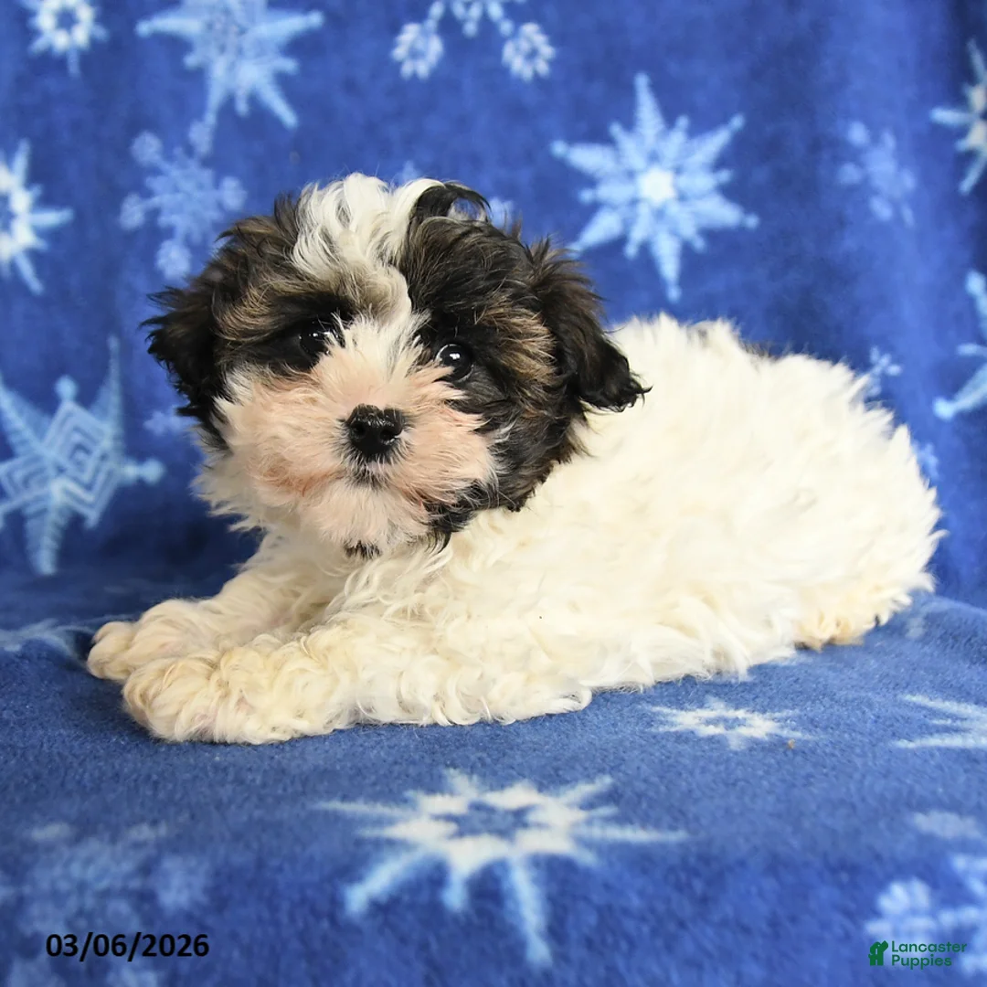 Maltipoo dogs for sale: Max - Ad 2