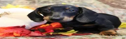 Miniature Dachshund dogs for sale: Otto - Ad 3