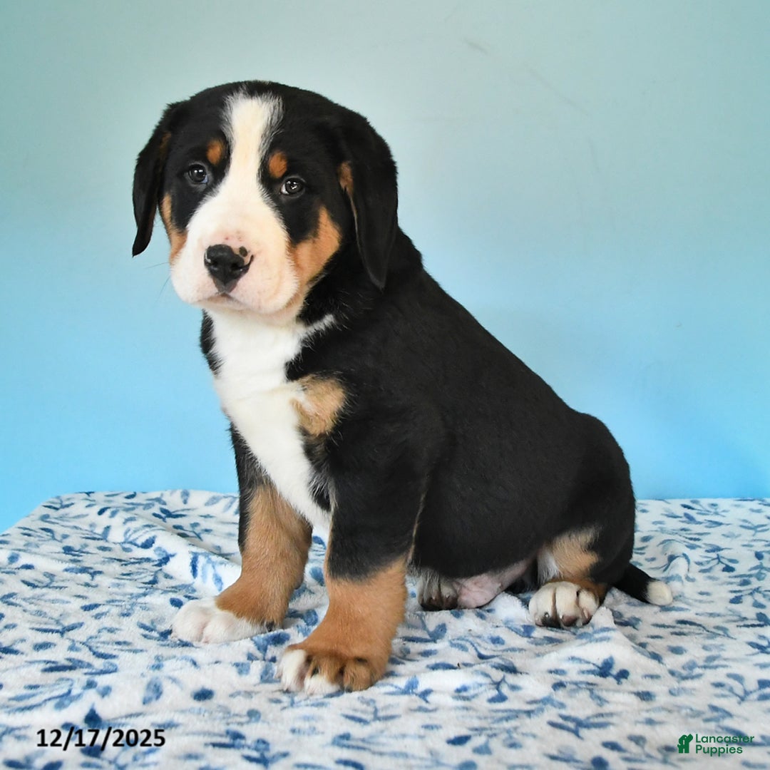 Mixed Breed dogs for sale: Boris - Ad 2