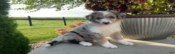 Mixed Breed dogs for sale: Annie - Ad 3