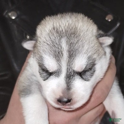 Siberian Husky dogs 2 Galadriel - Ad 1