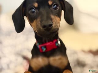 Mixed Breed dogs Pocket Pet 3 - Ad 21