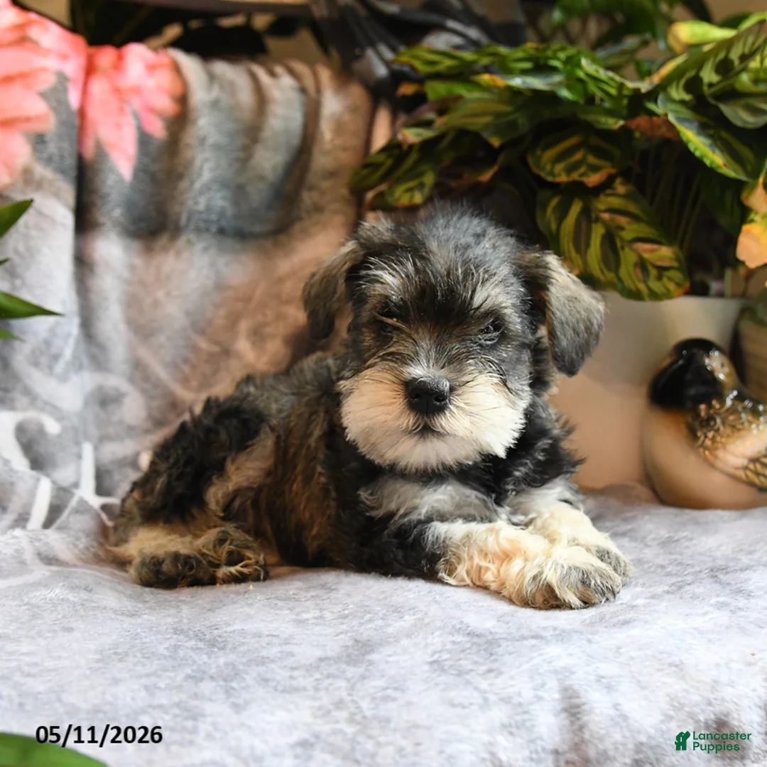 Miniature Schnauzer dogs for sale: Molly - Ad 2