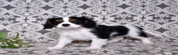 Cavalier King Charles Spaniel dogs for sale: Oreo - Ad 8