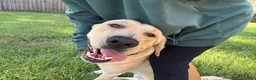 Labrador Retriever dogs for stud: Bo Conley - Ad 3