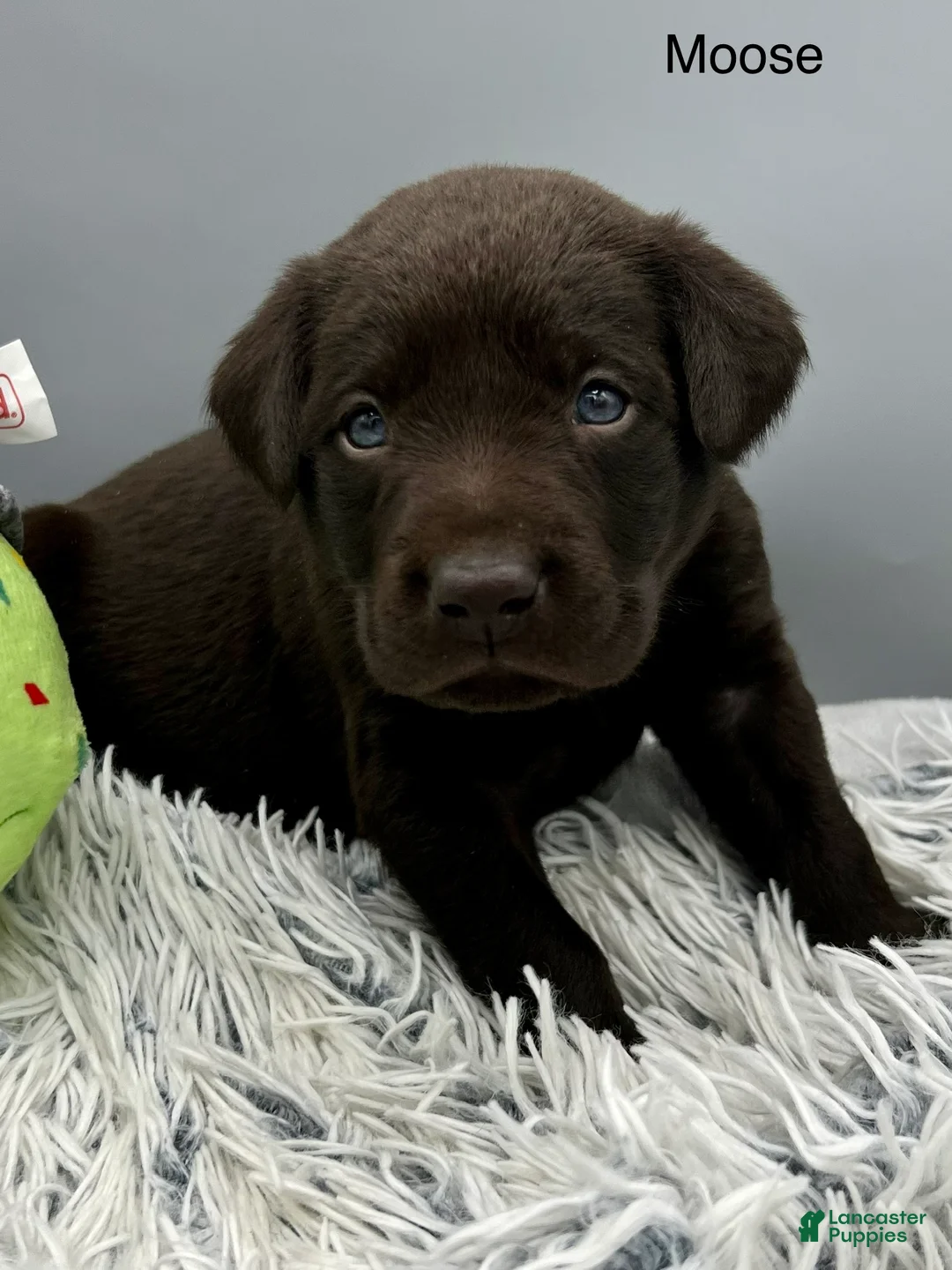 Labrador Retriever dogs for sale: Moose -Labrador Retriever Puppy  - Ad 1