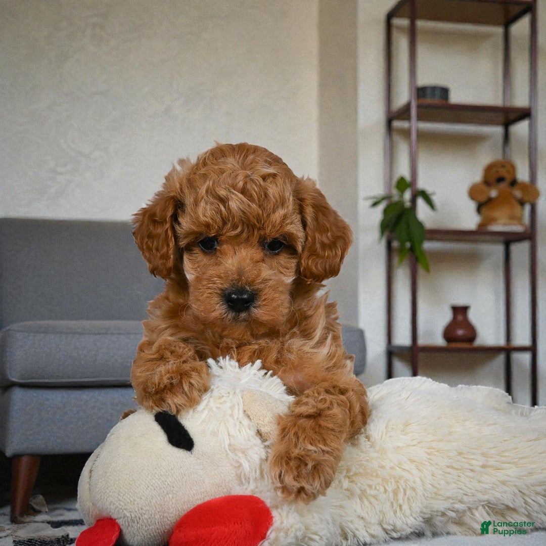 Miniature Poodle dogs for sale: Bella - Ad 8