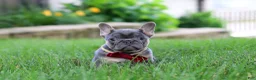 French Bulldog dogs for sale: Clinton - Ad 5