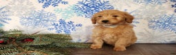Mini Goldendoodle dogs for sale: Reno - Ad 21