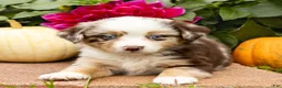 Miniature Australian Shepherd dogs for sale: Keith - Ad 4