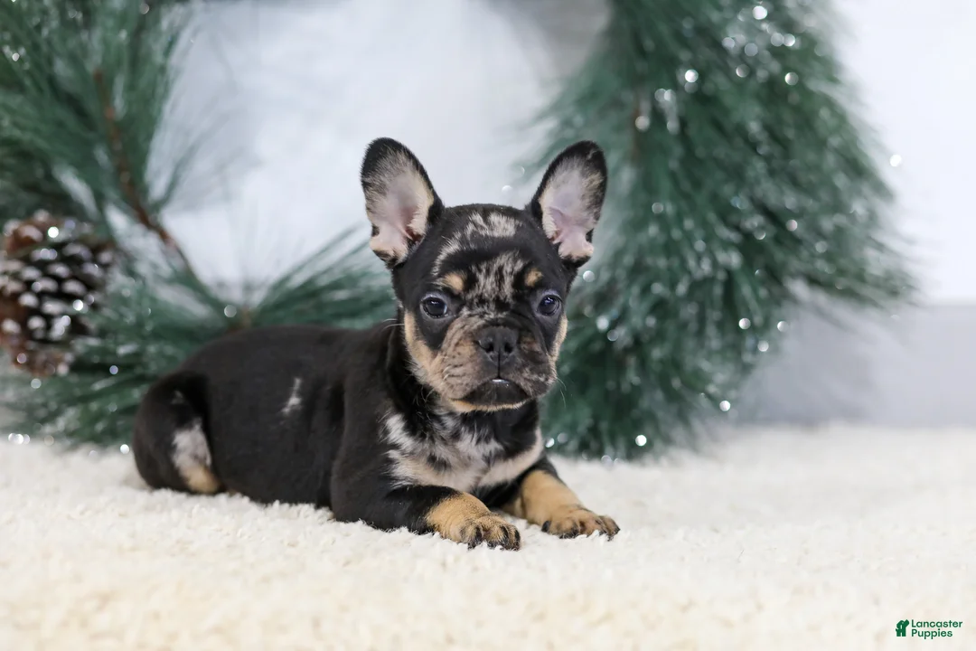 French Bulldog dogs for sale: Fiona - Ad 3