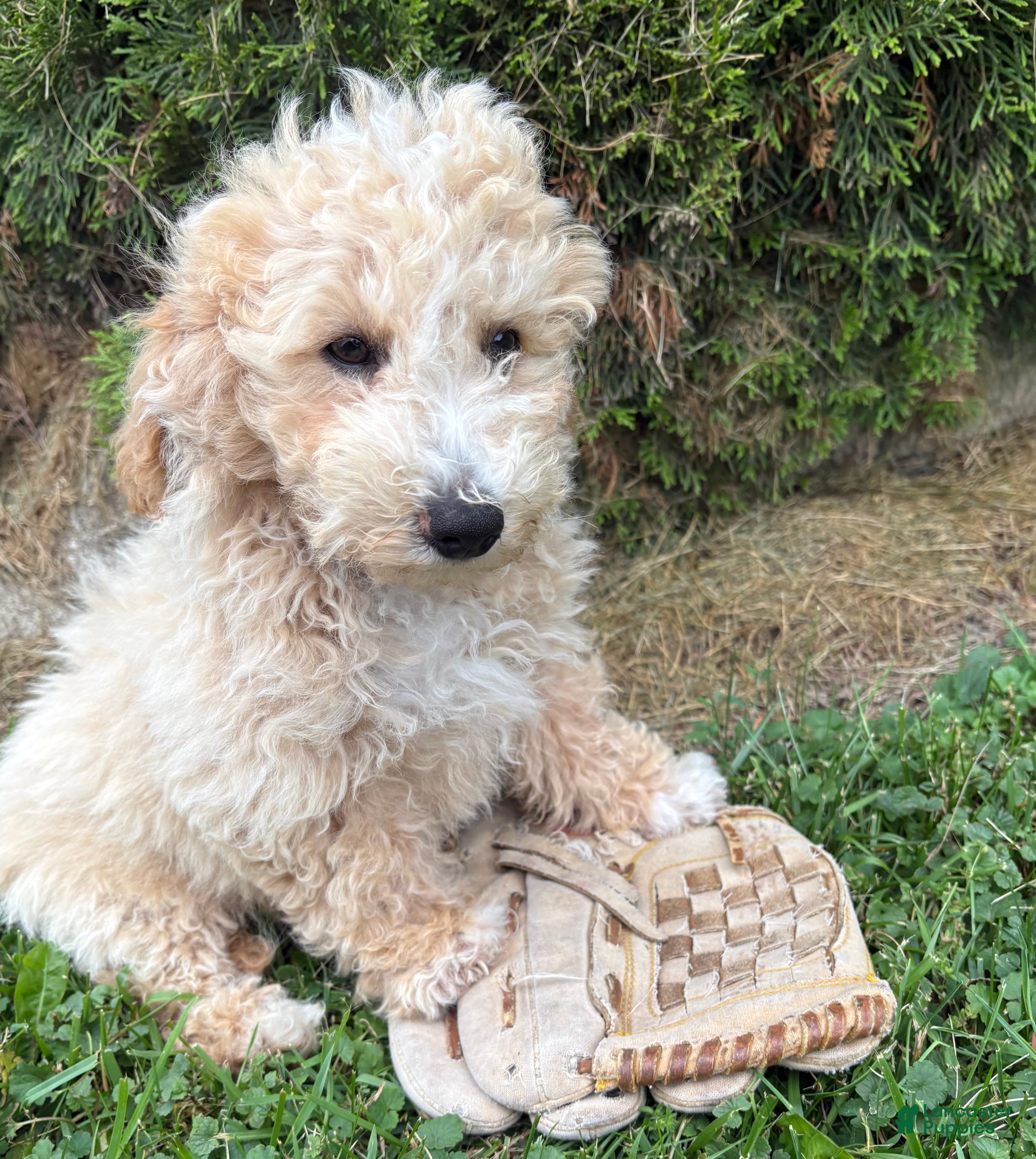 Bichpoo dogs Jace - Ad 2