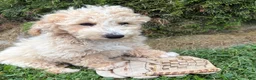 Bichpoo dogs for sale: Jace - Ad 2