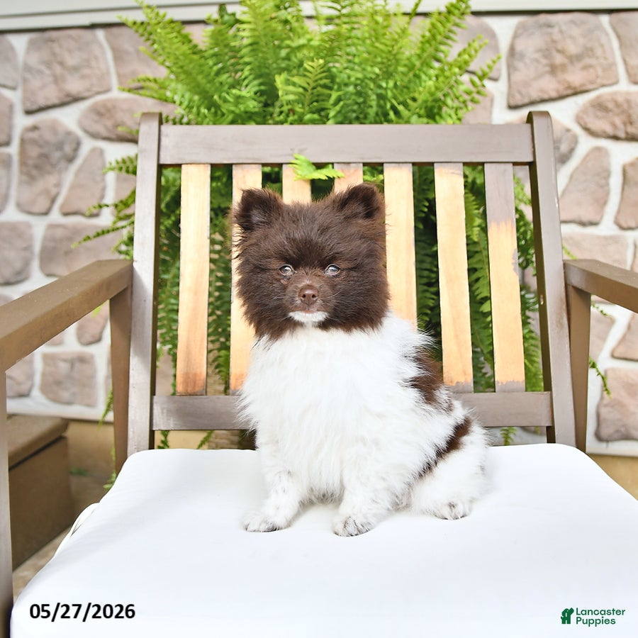 Pomeranian dogs Eddy - Ad 1