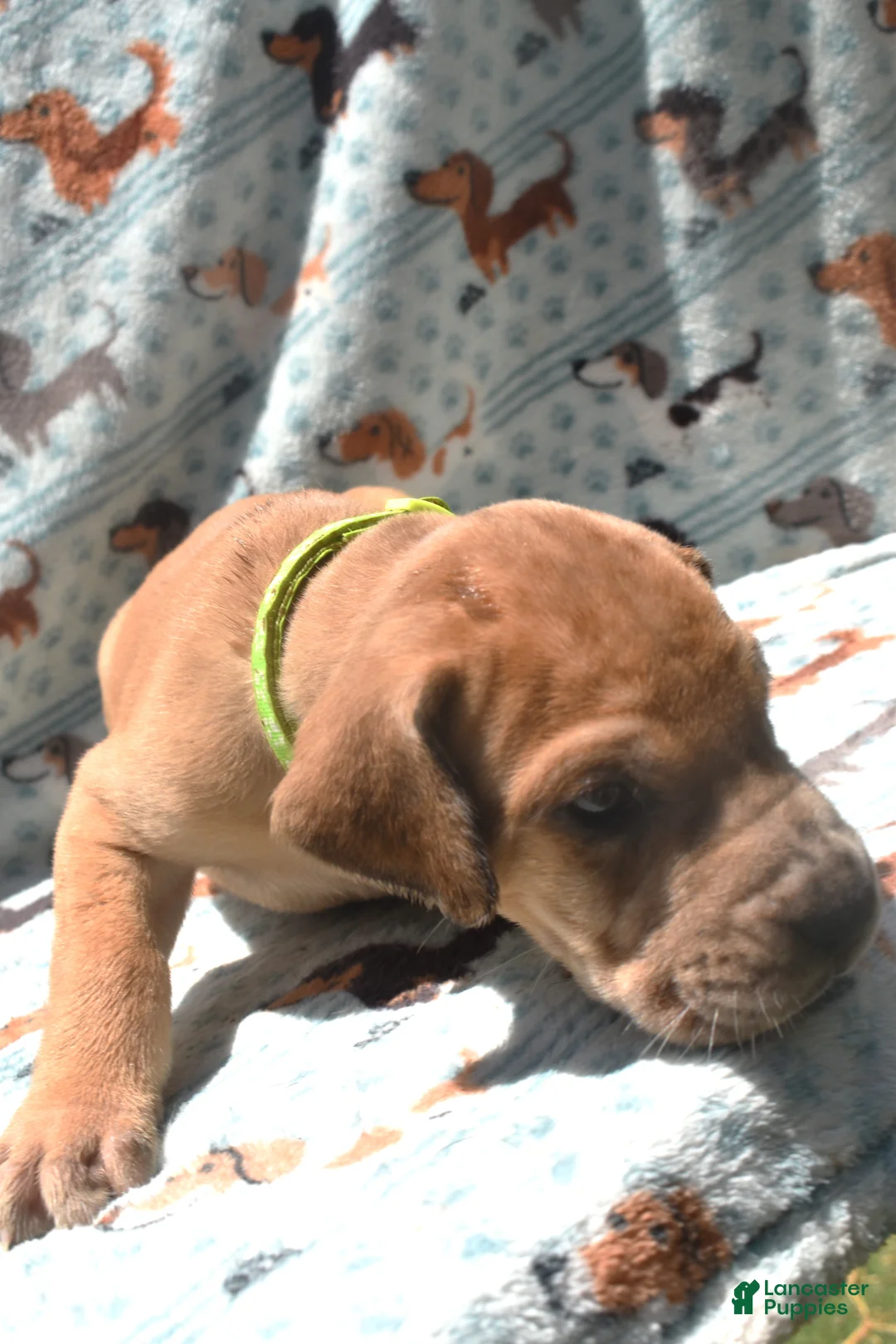 Great Dane dogs for sale: Great Dane - Lime Green - Fawn Merle (Scooby Doo) - Ad 2