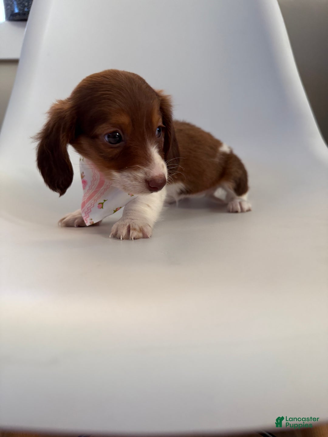 Miniature Dachshund dogs for sale: Lady - Ad 14