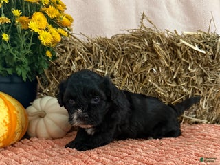 Teddy Bear dogs Oliver - Ad 36