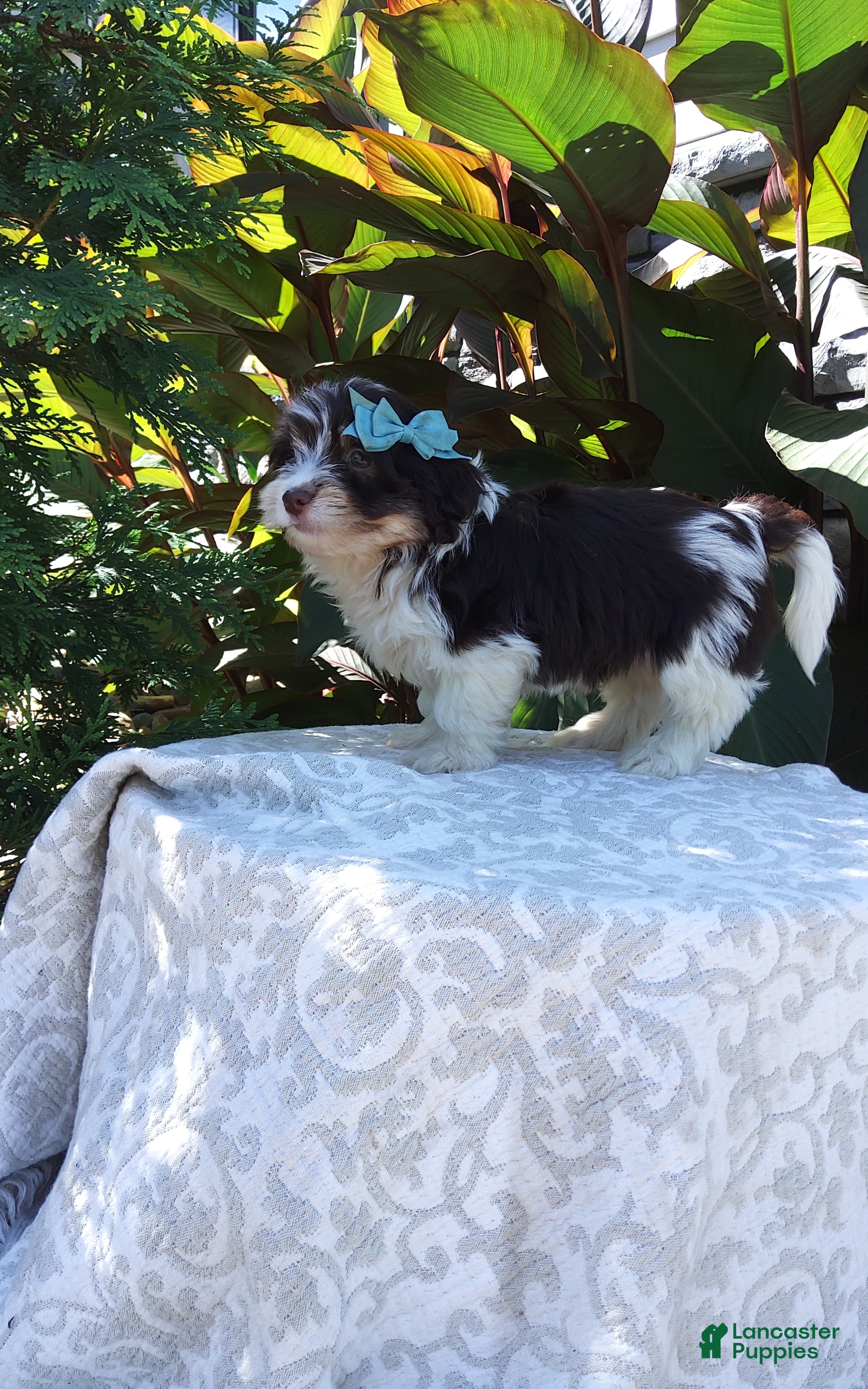 Havanese dogs Cody - Ad 2
