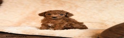 Toy Poodle dogs for sale: Cookie - Ad 2