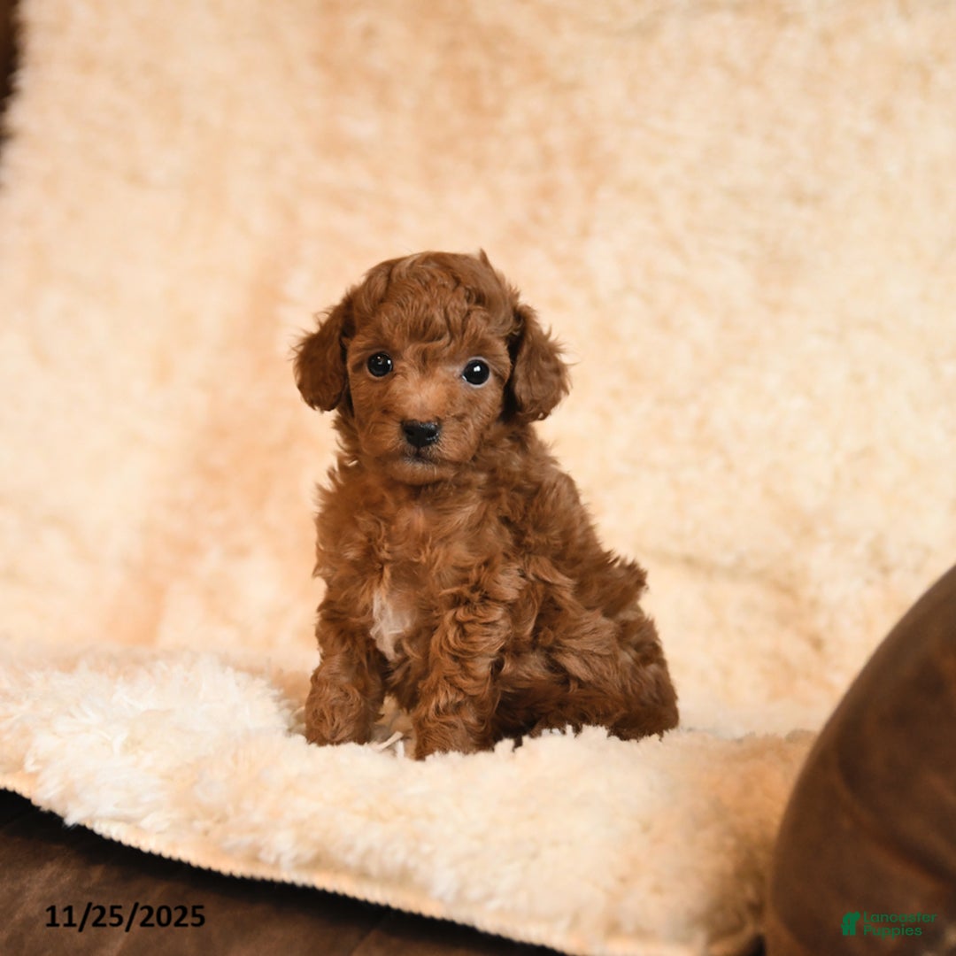 Toy Poodle dogs for sale: Cookie - Ad 2