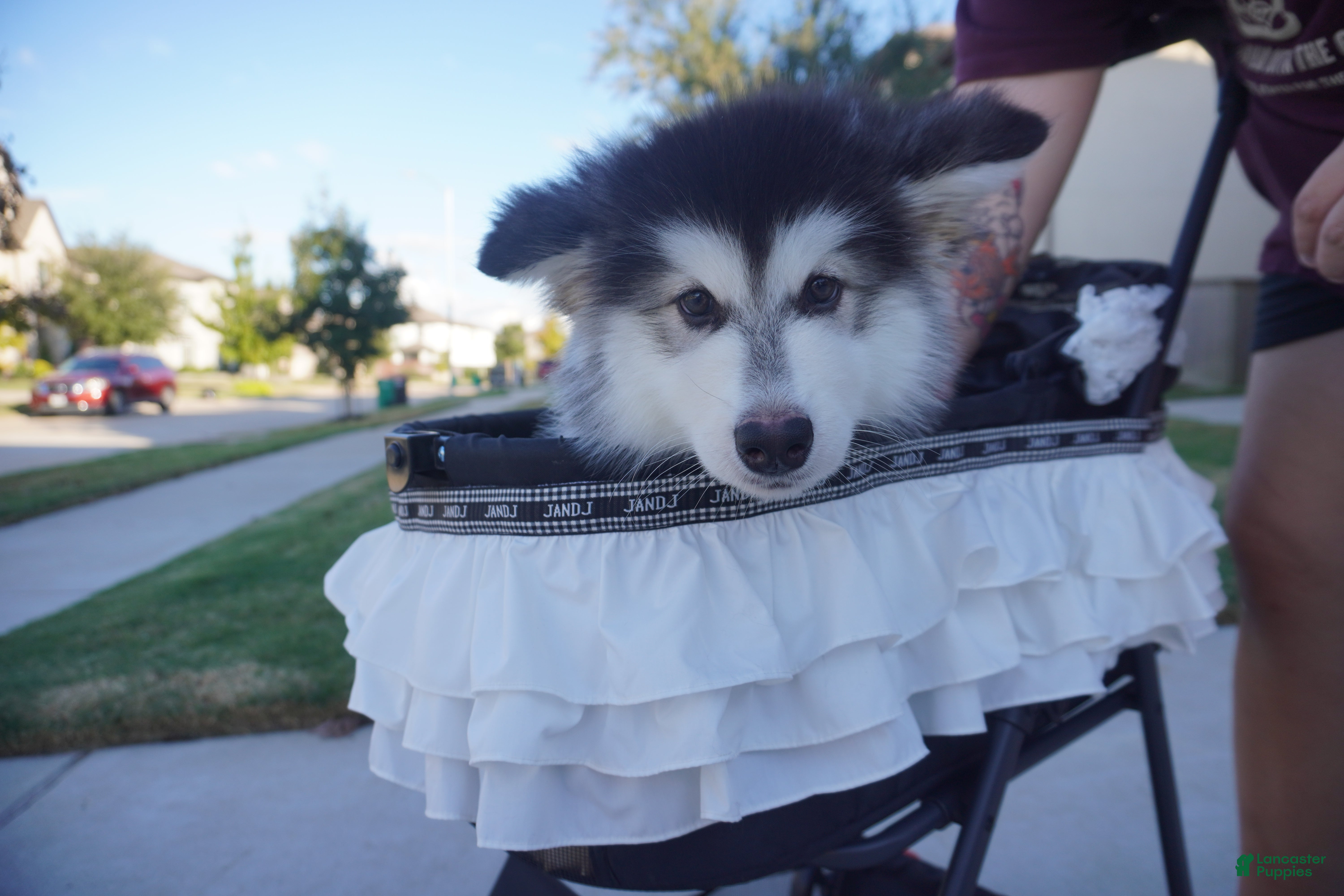 Alaskan Malamute dogs Xiao Hong - Ad 2