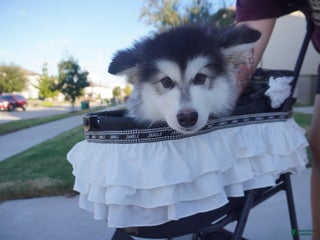 Alaskan Malamute dogs Xiao Hong - Ad 40