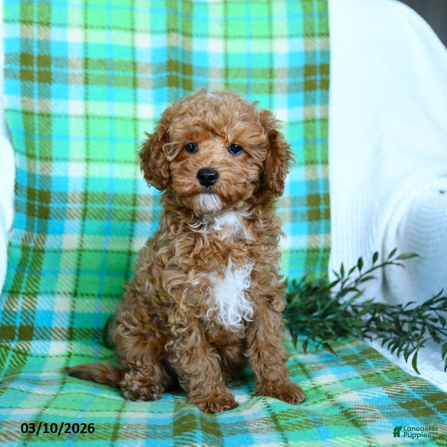 Miniature Poodle dogs Boots - Ad 1